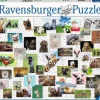 Puzzle Animais de estimação divertidos