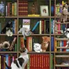 Puzzle Bibliotecários da Kitty