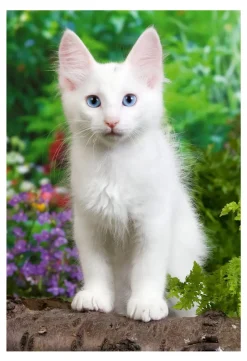 Puzzle Bulldog e gatinho 2x48