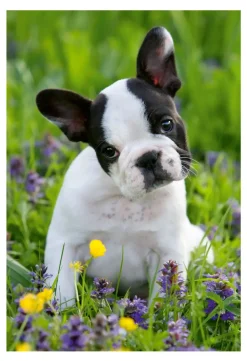 Puzzle Bulldog e gatinho 2x48