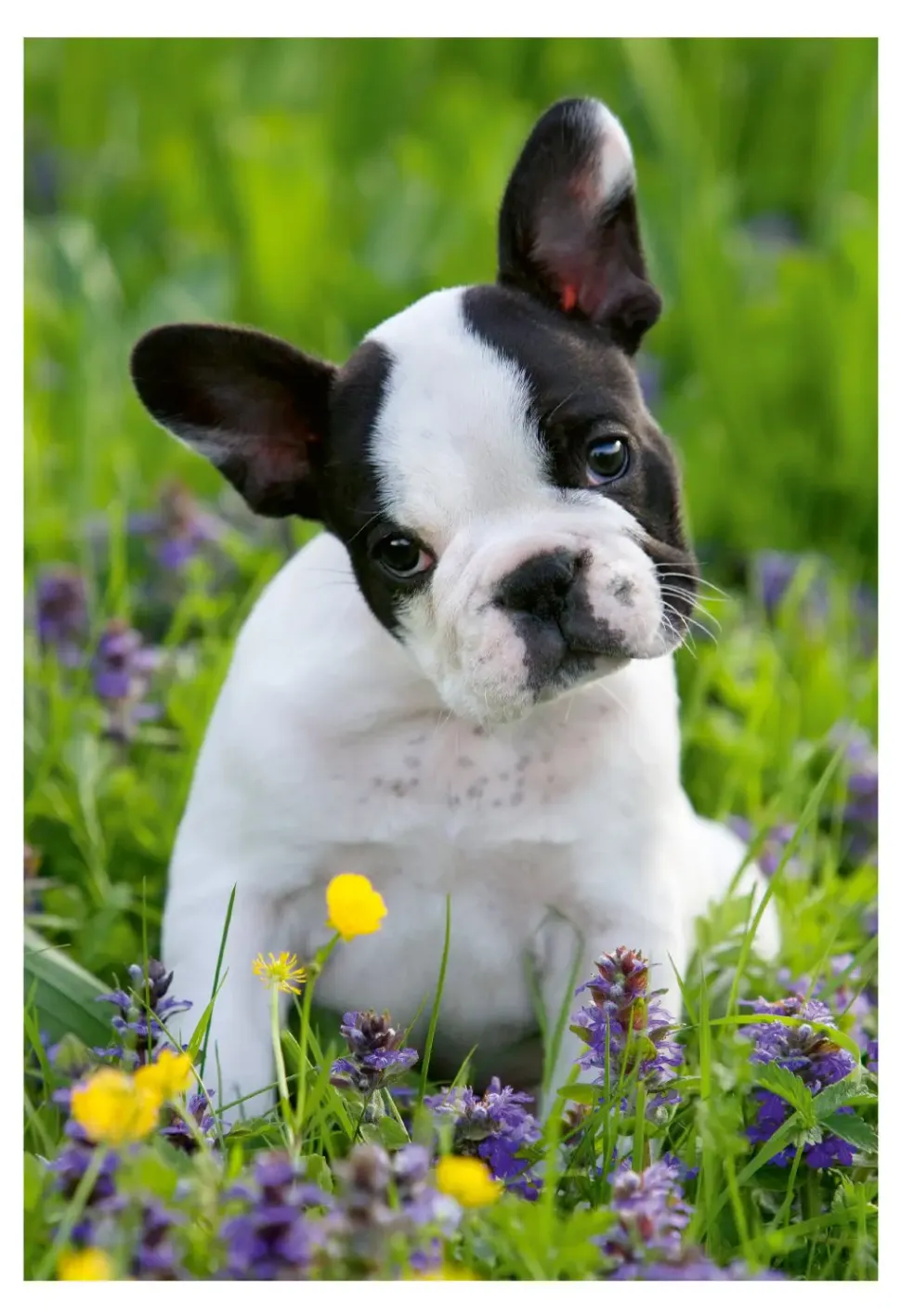 Puzzle Bulldog e gatinho 2x48