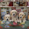 Puzzle Cachorros na bagagem