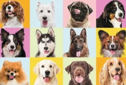 Puzzle Cães fofos 60 dielikov