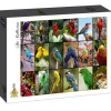 Puzzle Colagem - Os pássaros mais bonitos do mundo