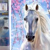 Puzzle Diamant painting: Uma égua branca 30x40cm