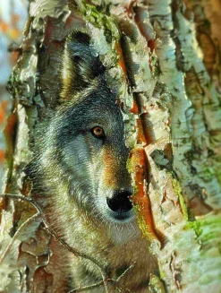 Puzzle Encontro Lobo