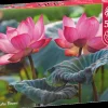 Puzzle Flores de lótus rosa