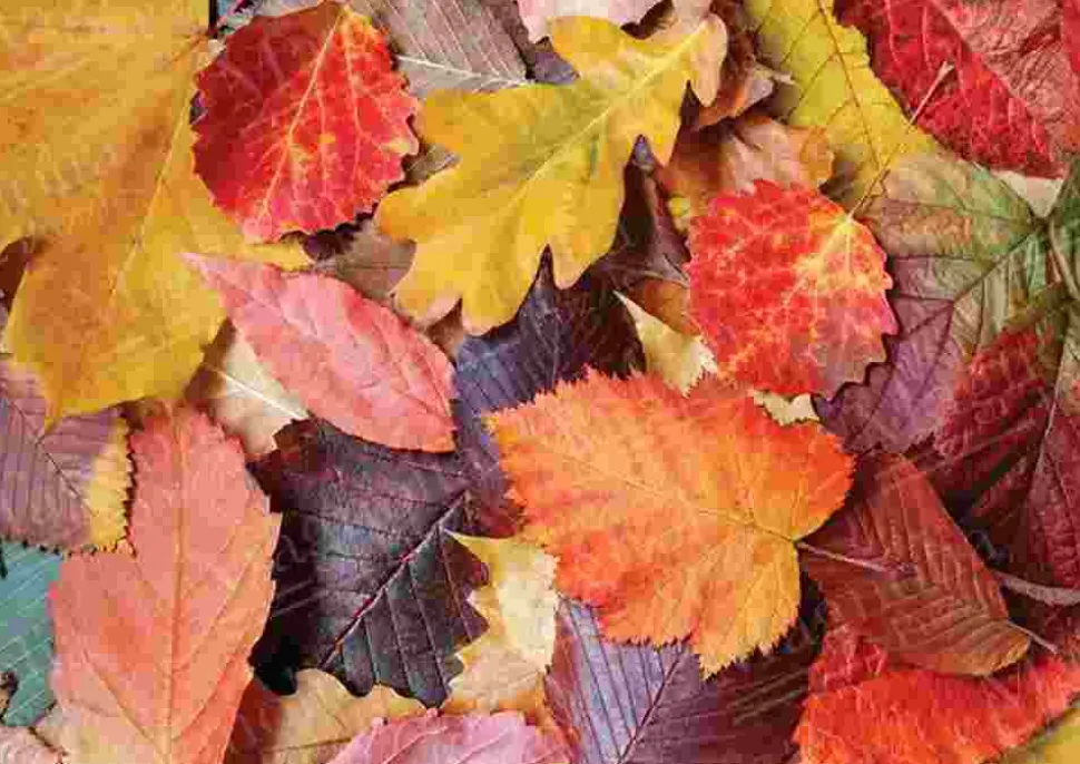 Puzzle Folhas Coloridas