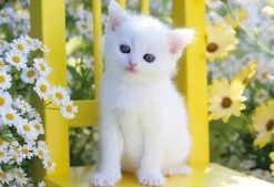 Puzzle Gatinho e westerns 2x48