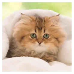 Puzzle Gatinhos fofos 3x55