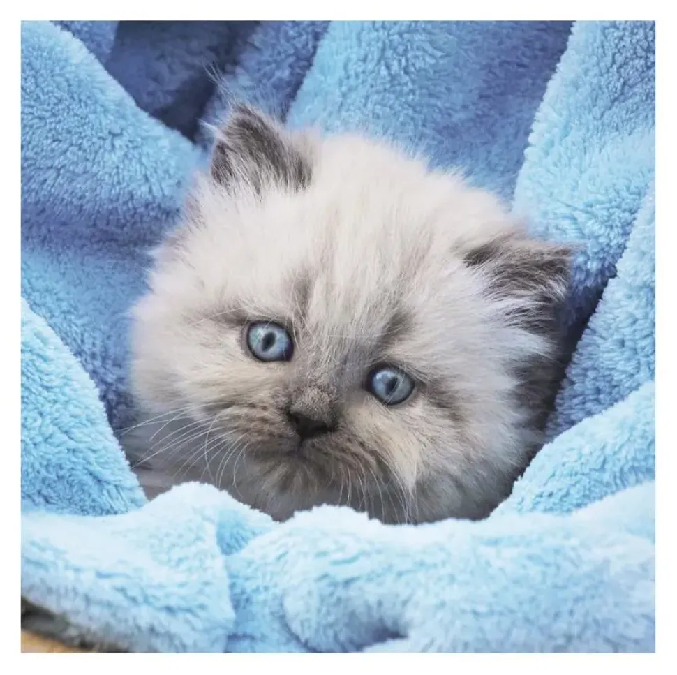 Puzzle Gatinhos fofos 3x55