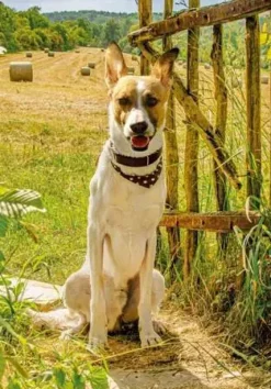 Puzzle Gump: Somos dois