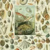 Puzzle Ilustração da Nouveau Larousse Illustré : Moluscos