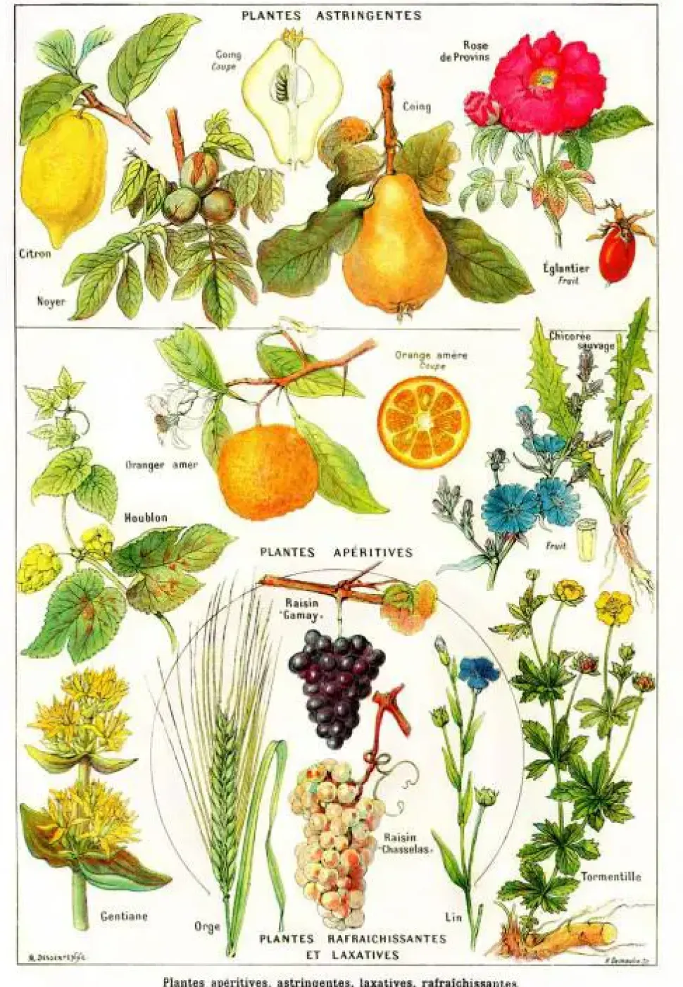 Puzzle Ilustração de Larousse Medical Illustré : Plantas adstringentes e aperitivas