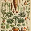 Puzzle Ilustração de Larousse pour Tous : Legumes e plantas hortícolas