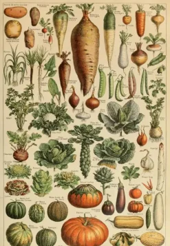 Puzzle Ilustração de Larousse pour Tous : Legumes e plantas hortícolas