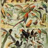 Puzzle Ilustração de Larousse pour Tous : Aves