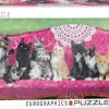Puzzle Kitty Cat Couch