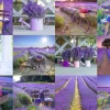 Puzzle Lavanda França