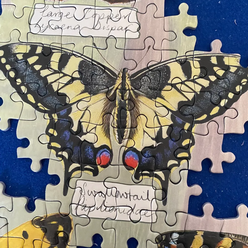 Puzzle Lindas borboletas