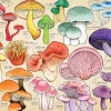 Puzzle Mania de Cogumelos