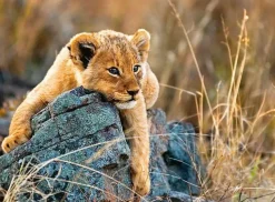 Puzzle Pequeno leão