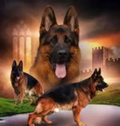 Puzzle Pintura Diamant: Matilha de pastores alemães 30x40cm