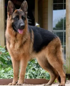 Puzzle Pintura Diamant: Pastor Alemão 30x40cm