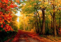 Puzzle Pintura diamante: Outono na floresta 30x40cm