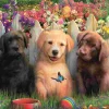 Puzzle Posar cachorros