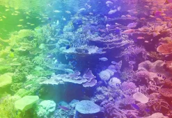 Puzzle Recife de Coral