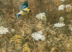 Puzzle Rendas da Rainha Ana e pintassilgo americano