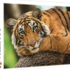 Puzzle Retrato de Tigre