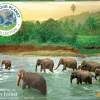 Puzzle Salve Nosso Planeta: Floresta Tropical