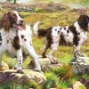 Puzzle Spaniel on Moor