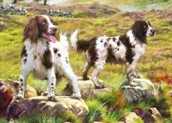 Puzzle Spaniel on Moor