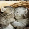 Puzzle Sweet Kittens