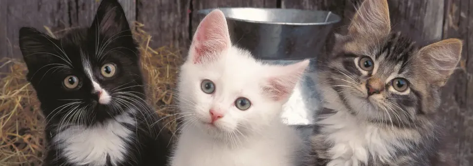 Puzzle Três gatinhos