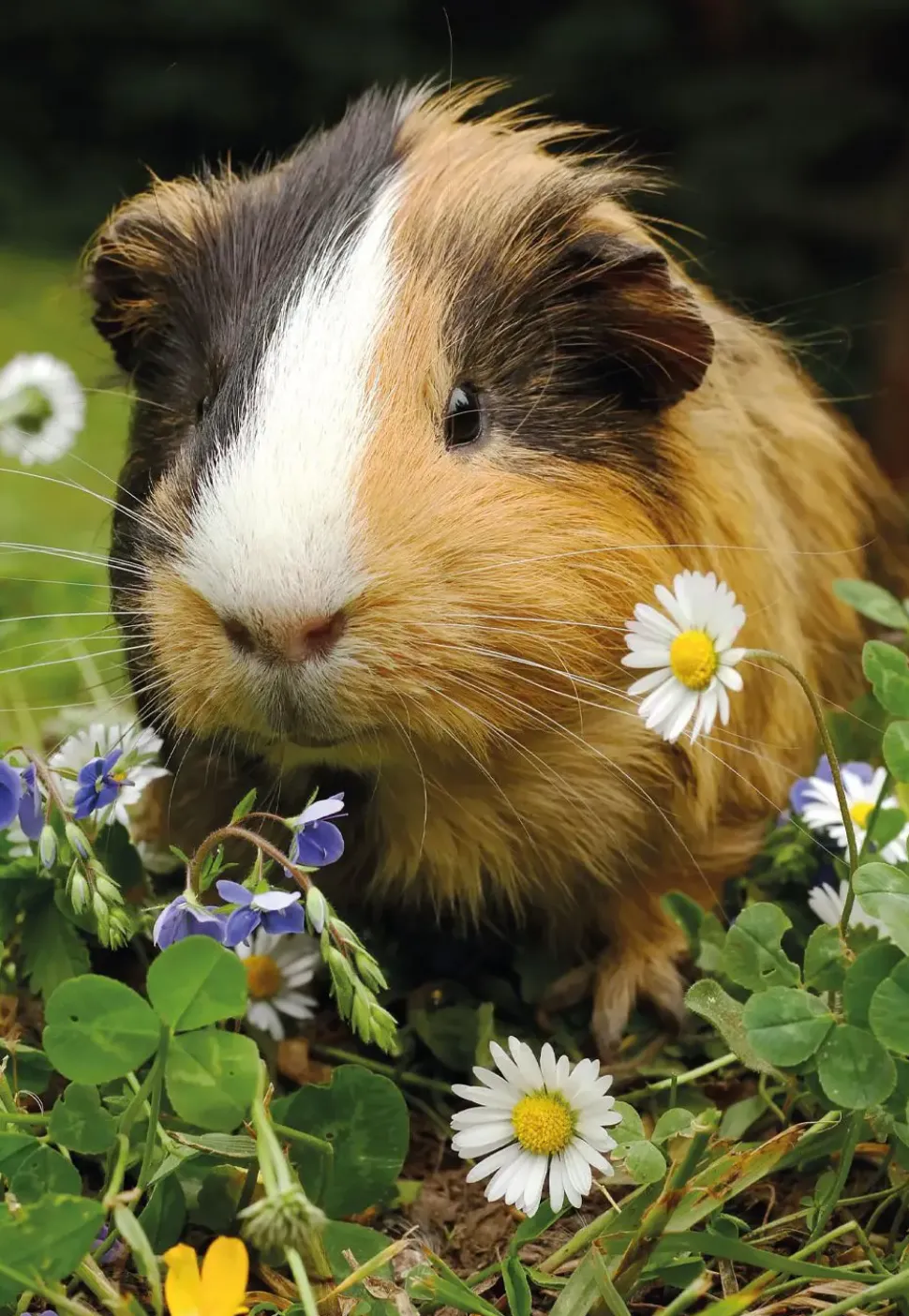 Puzzle 2x48 Coelho e porquinho-da-índia