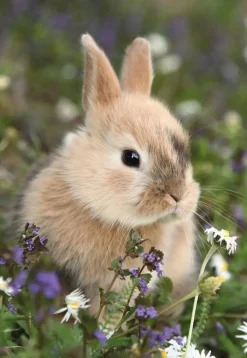 Puzzle 2x48 Coelho e porquinho-da-índia