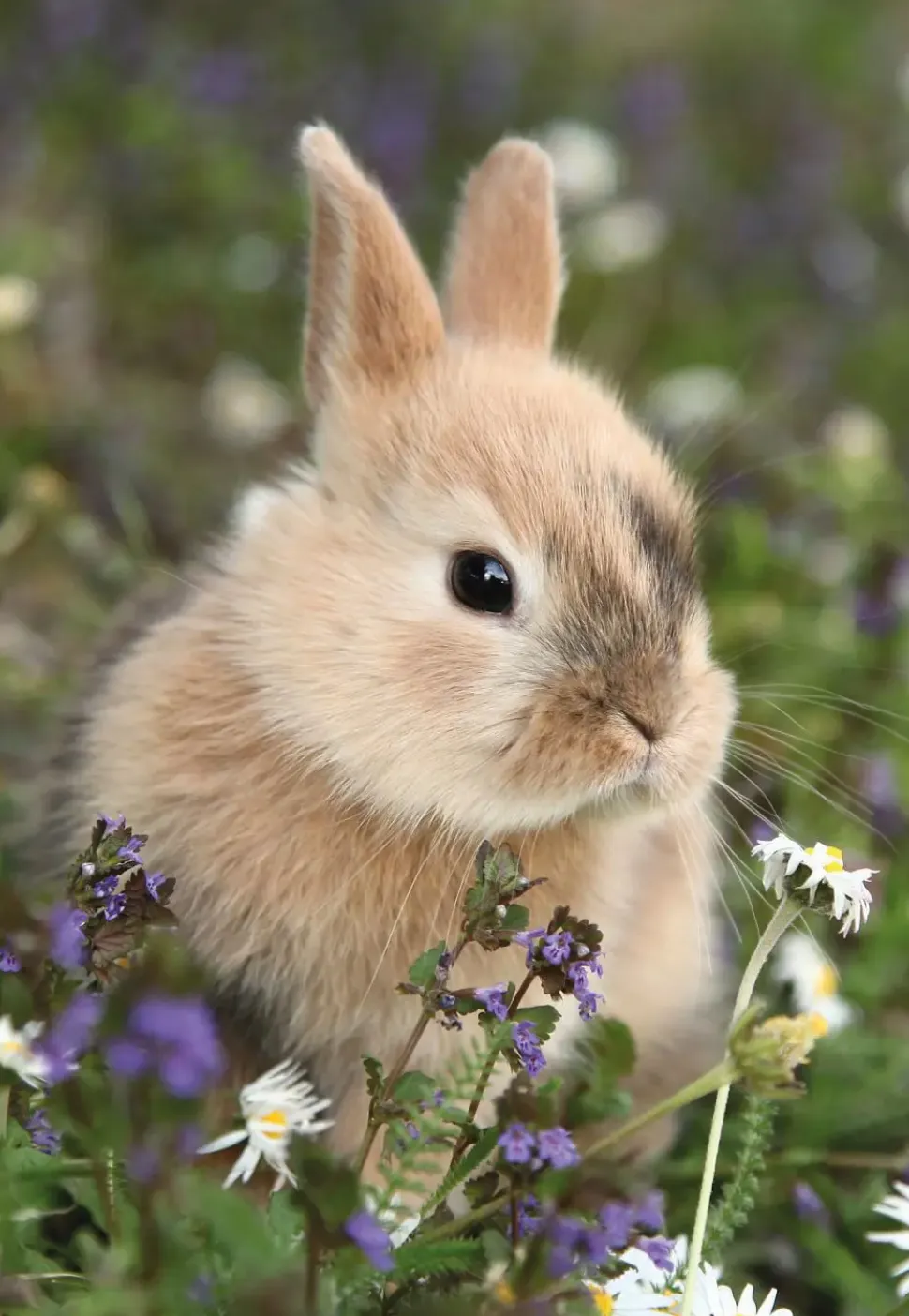 Puzzle 2x48 Coelho e porquinho-da-índia