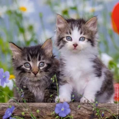 Puzzle 3x49 gatinhos